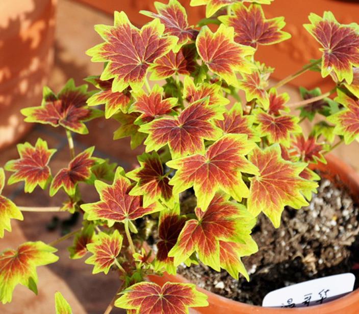 天竺葵好看又好养的品种有哪些 (天竺葵哪些品种漂亮好看又好养)