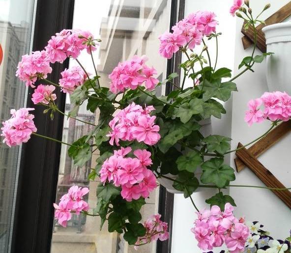 天竺葵好看又好养的品种有哪些 (天竺葵哪些品种漂亮好看又好养)