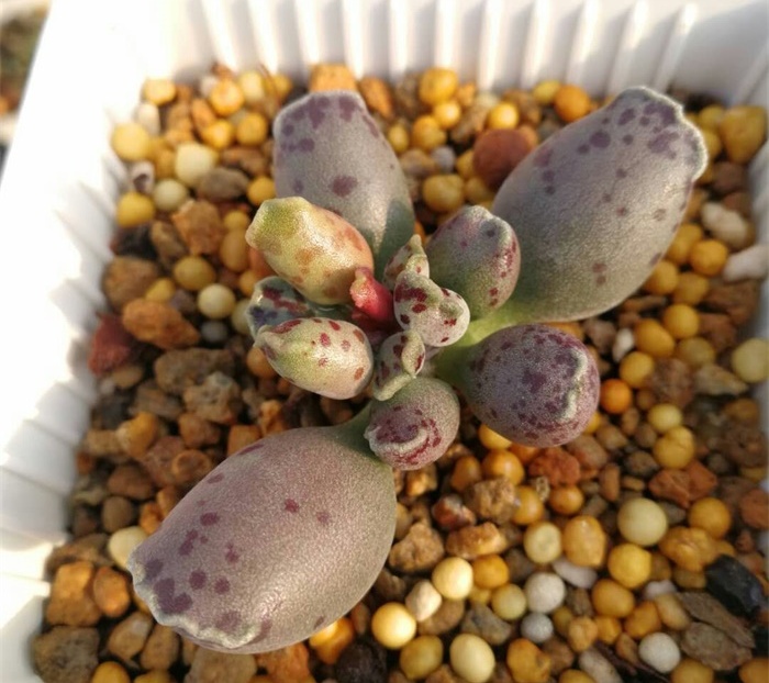 多肉水泡海豹老桩状态,库伯与海豹的区别