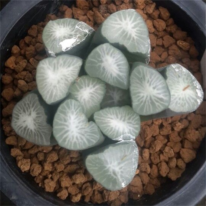 多肉水泡海豹老桩状态,库伯与海豹的区别