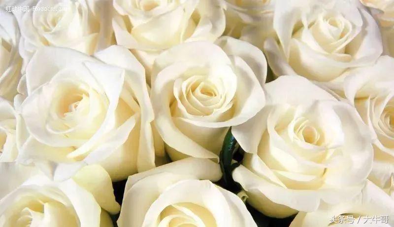 十种玫瑰花的寓意和花语,玫瑰花1-10朵代表含义