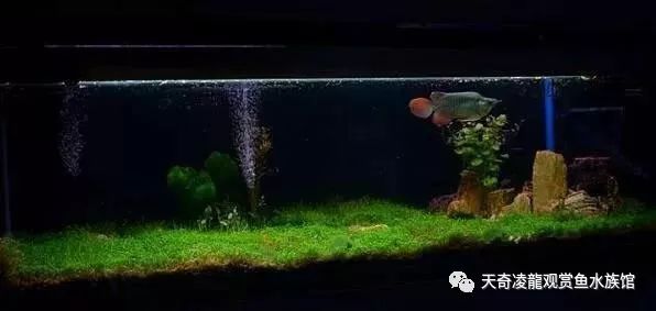 龙鱼和草缸怎么玩？用手玩！