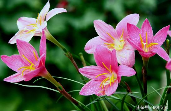 常见花的花语大全简单常见,常见花语大全50种花的花语