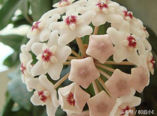 常见花的花语大全简单常见,常见花语大全50种花的花语