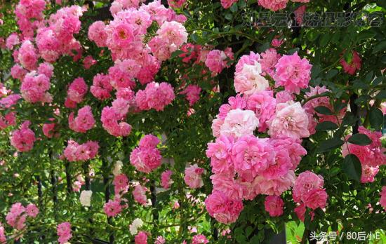 常见花的花语大全简单常见,常见花语大全50种花的花语