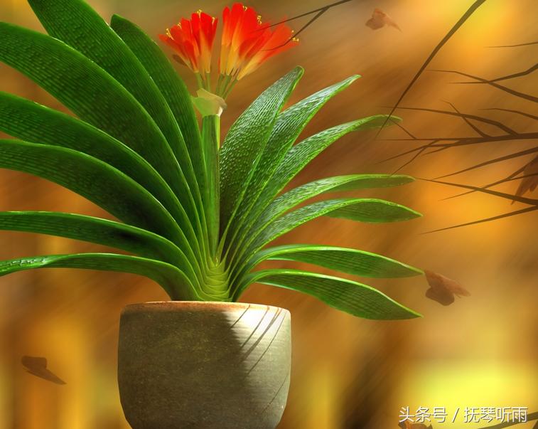 君子兰品种鉴别,美国君子兰品种鉴别