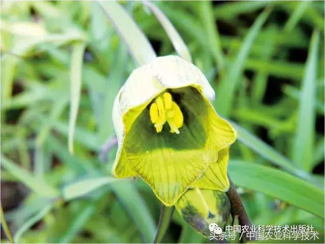 中国农产品地理标志丛书,农产品的地理标志书