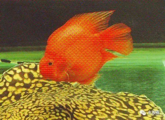 魟鱼养殖技术视频大全,魟鱼饲养入门