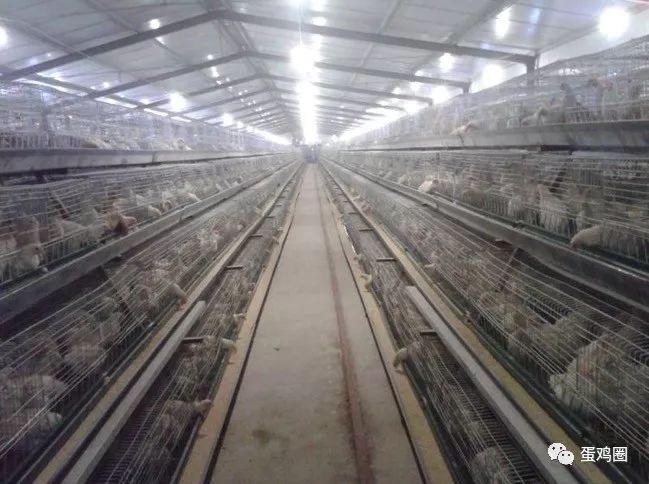 怎样搭建鸡舍方便又卫生,怎样建室内鸡舍图片