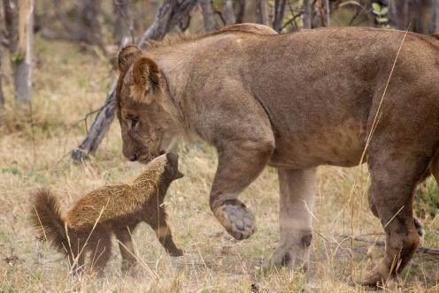 平头哥蜜獾经典事迹,平头哥蜜獾一生在干什么