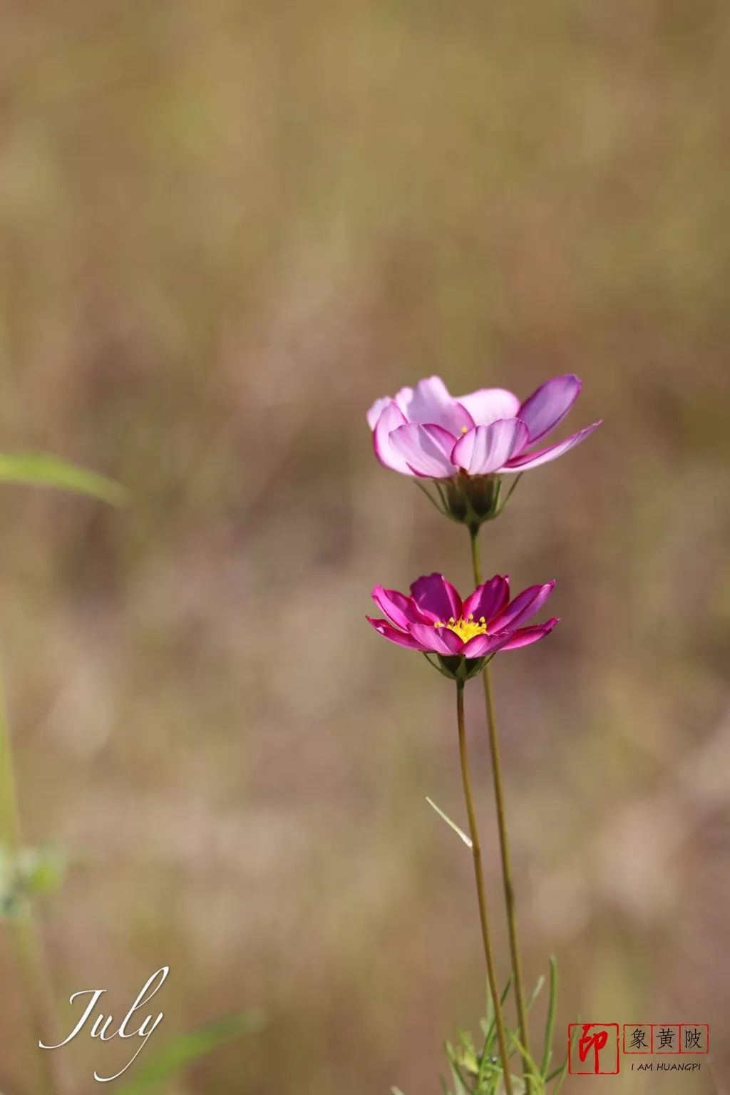 蔡店榨油,蔡店美发店