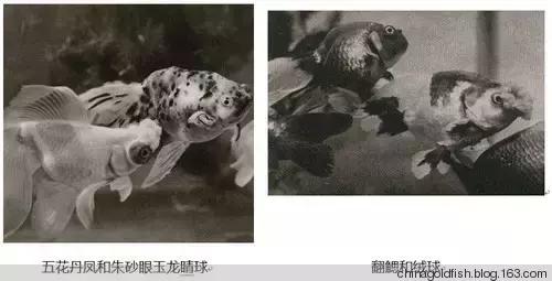 古人夏天如何养鱼,古人养鱼