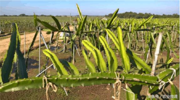 火龙果长芽是怎么回事,火龙果长芽了怎么回事