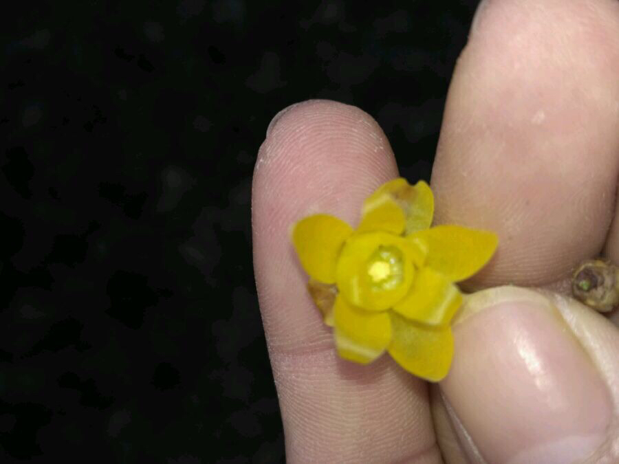 素心腊梅和檀香腊梅哪个比较香,怎么分辨正宗素心腊梅