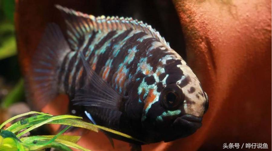 南美短鲷超红,南美短鲷喜欢的环境