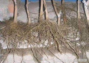 陆羽茶经茶之源原文,陆羽茶经的精髓