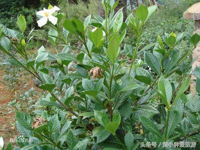 陆羽茶经茶之源原文,陆羽茶经的精髓