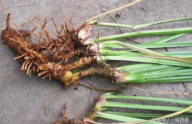 旅行青蛙怎么有更多四叶草,一直养旅行青蛙现在怎么样了