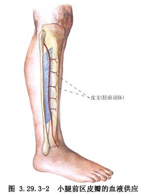 为什么要锻炼腿部肌肉,为什么锻炼小腿痛