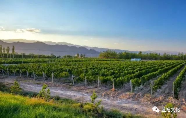 宁夏最值得去的十大红酒酒庄排名,宁夏值得一去的十大酒庄