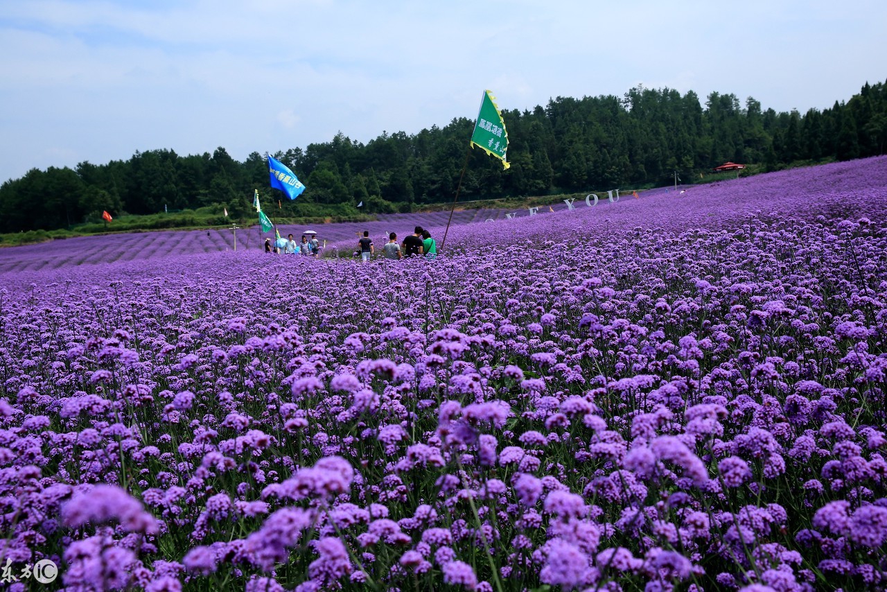 薰衣草传说,薰衣草花语歌曲