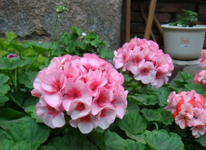 天竺葵好看又好养的品种有哪些 (天竺葵哪些品种漂亮好看又好养)