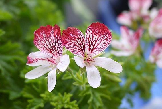 天竺葵好看又好养的品种有哪些 (天竺葵哪些品种漂亮好看又好养)