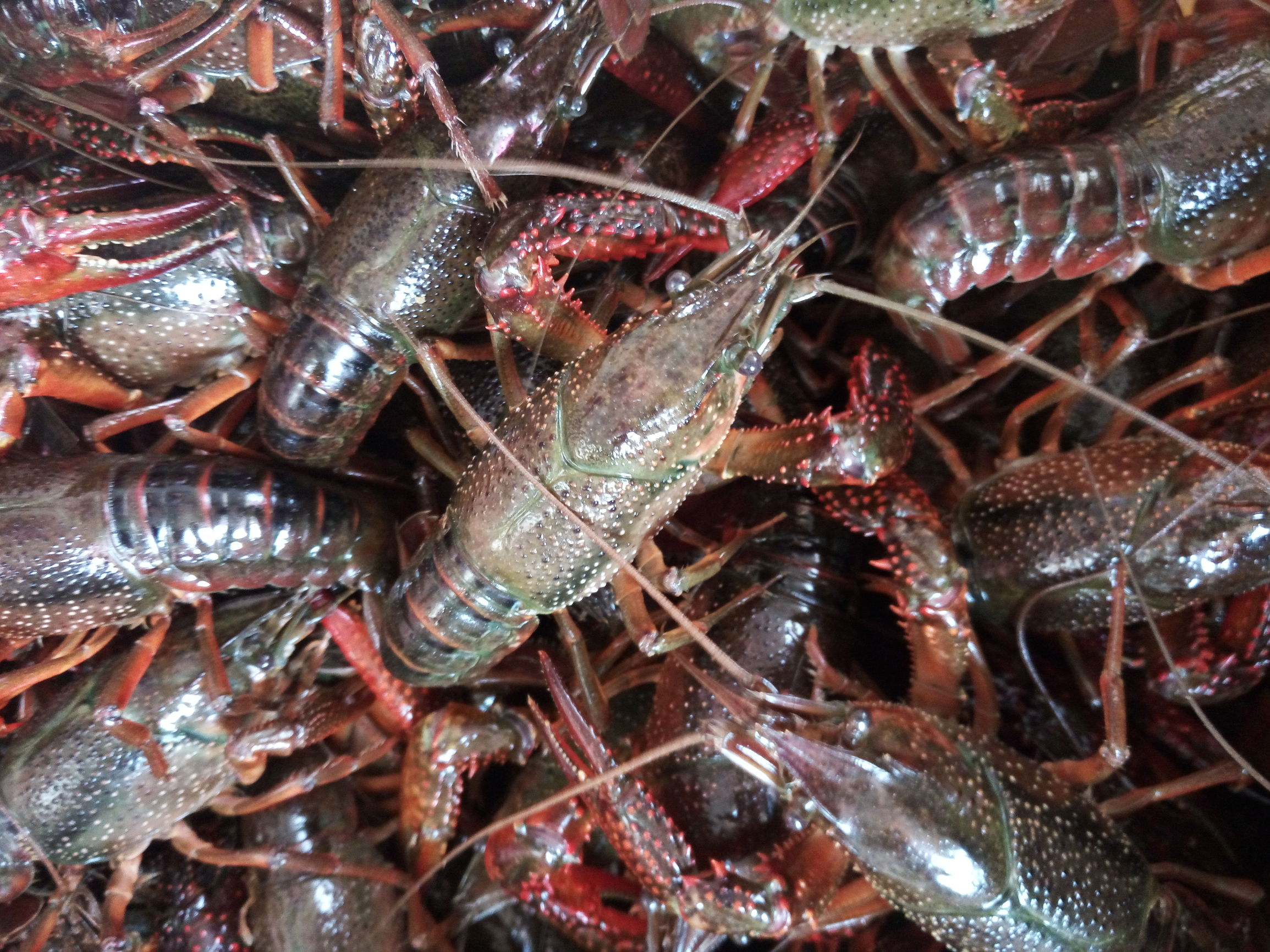 我的家乡鱼台县介绍,厉害了我的家乡