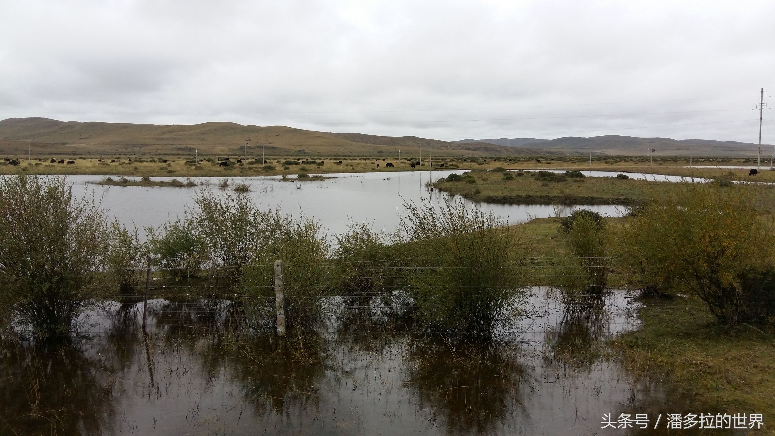 若尔盖大草原到底好不好玩,若尔盖大草原有没有沙漠