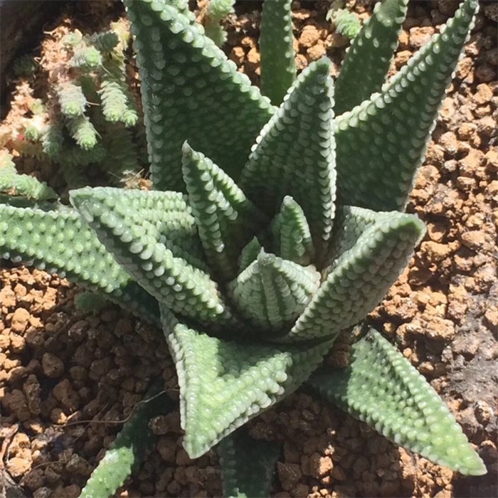 多肉水泡海豹老桩状态,库伯与海豹的区别