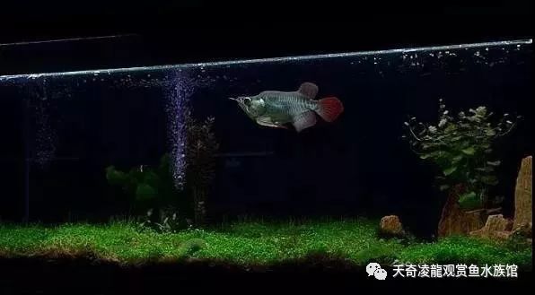 龙鱼和草缸怎么玩？用手玩！