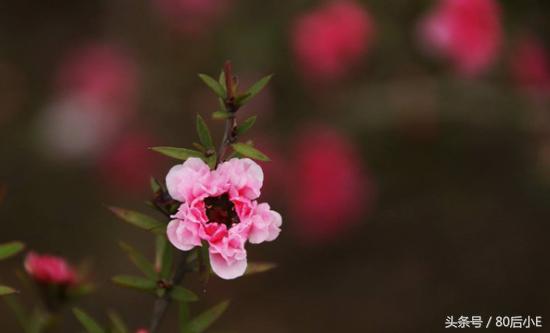 常见花的花语大全简单常见,常见花语大全50种花的花语