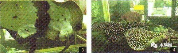 魟鱼养殖技术视频大全,魟鱼饲养入门