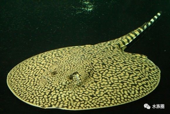 魟鱼养殖技术视频大全,魟鱼饲养入门