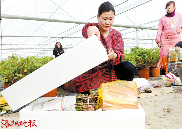 牡丹从天津寄到广东,牡丹可以寄快递吗