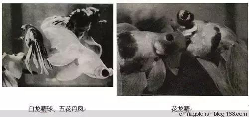 古人夏天如何养鱼,古人养鱼