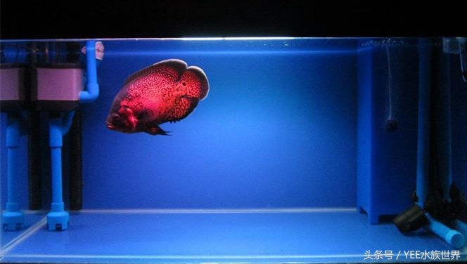 鱼缸生化过滤真的有用吗,鱼缸的生化过滤系统到底有没有用