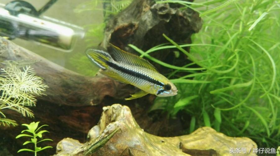 南美短鲷超红,南美短鲷喜欢的环境