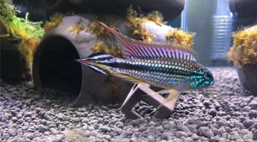 南美短鲷超红,南美短鲷喜欢的环境