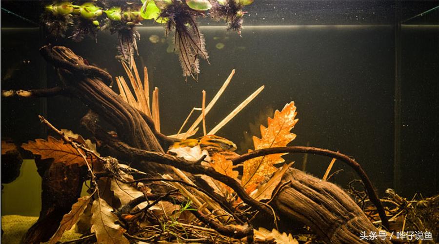 南美短鲷超红,南美短鲷喜欢的环境