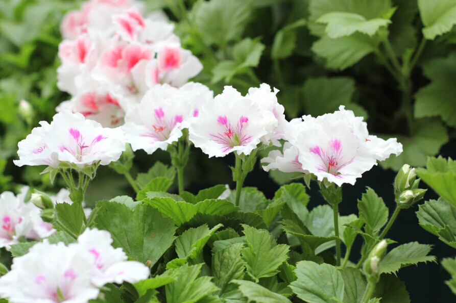 天竺葵好看又好养的品种有哪些 (天竺葵哪些品种漂亮好看又好养)