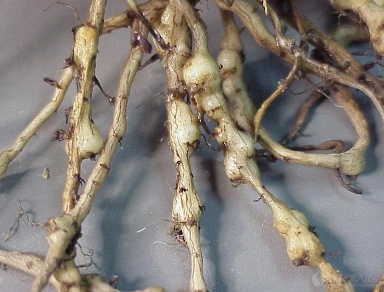 根结线虫防治方法大全附防治药剂,线虫病的防治方法