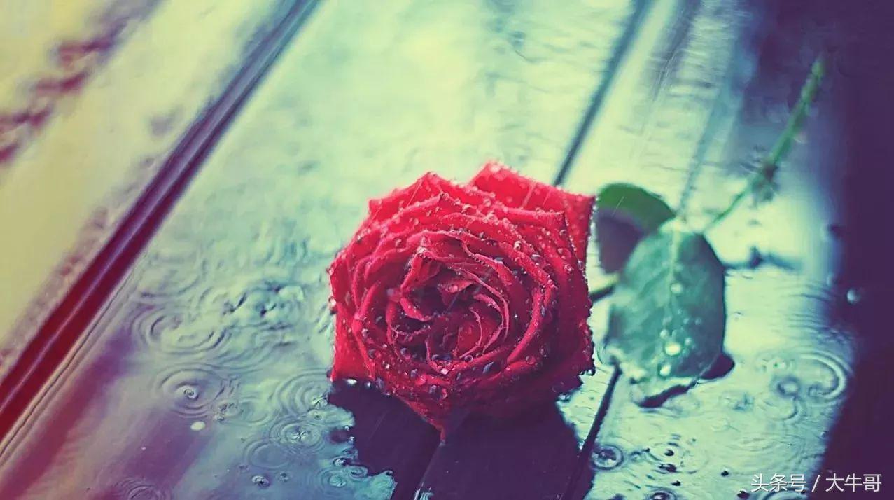 十种玫瑰花的寓意和花语,玫瑰花1-10朵代表含义