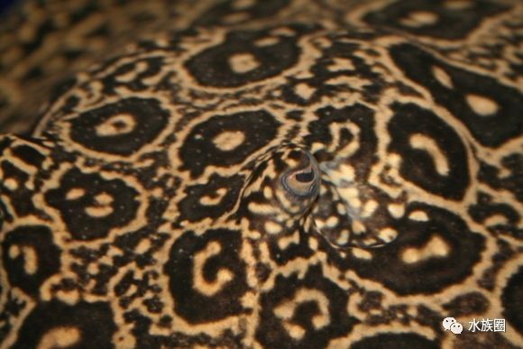 魟鱼养殖技术视频大全,魟鱼饲养入门