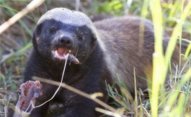 平头哥蜜獾经典事迹,平头哥蜜獾一生在干什么