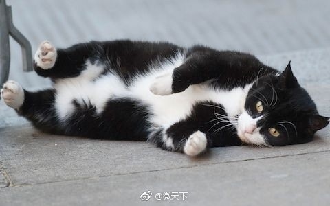 英短公猫6.8公斤算不算胖,橘猫很壮很胖正常吗