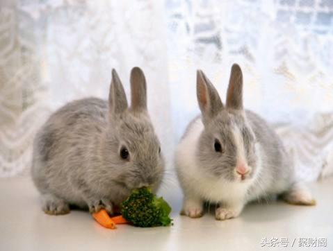 2022年87年生肖兔全年运势大全,2018年生肖兔运势详解