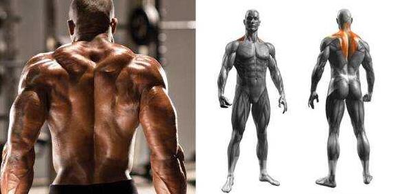 中下斜方肌练背动作,练背练肩膀怎么避免斜方肌发力