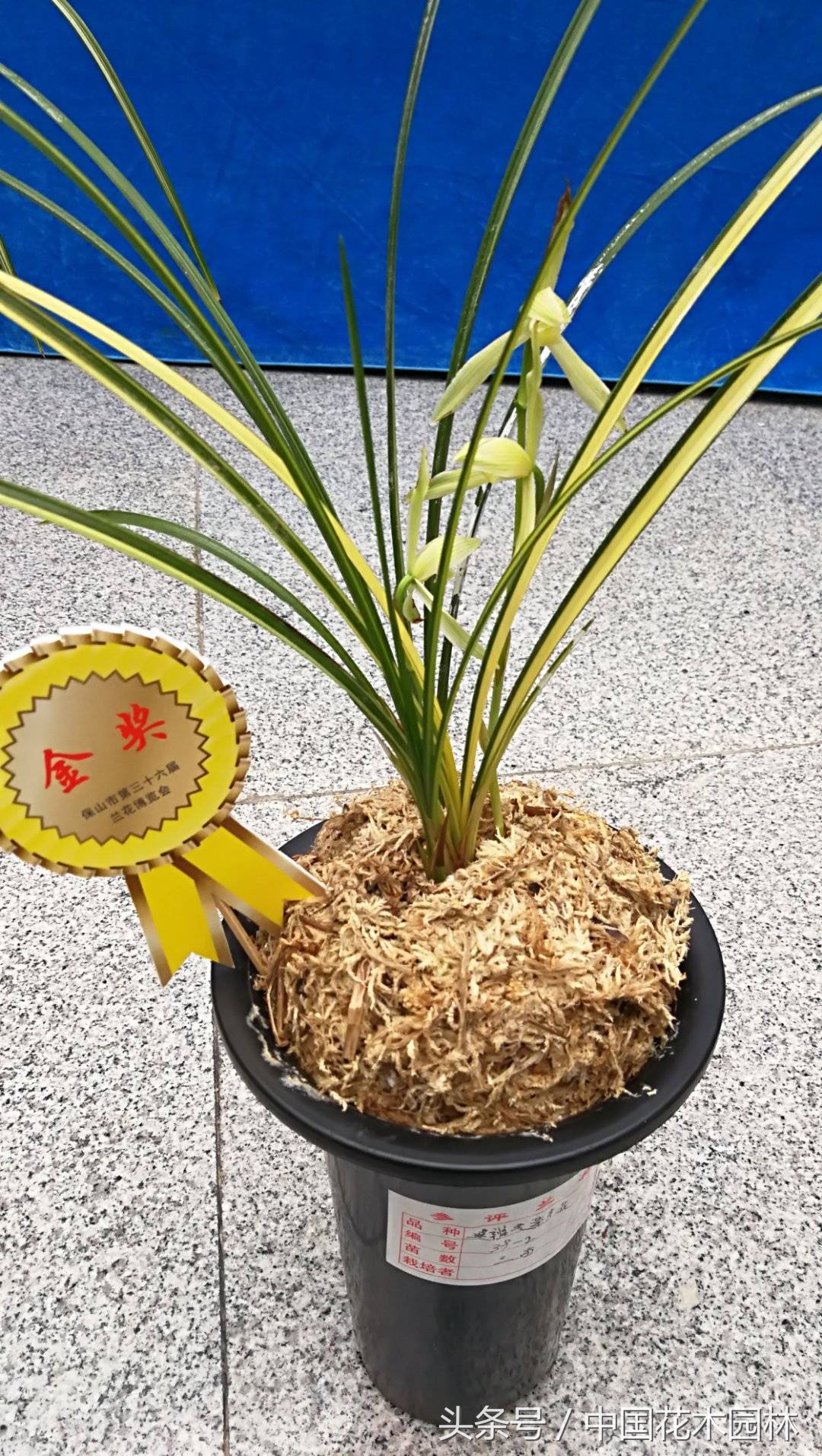 保山兰展特金奖兰花图片,保山市最大的兰花博览会