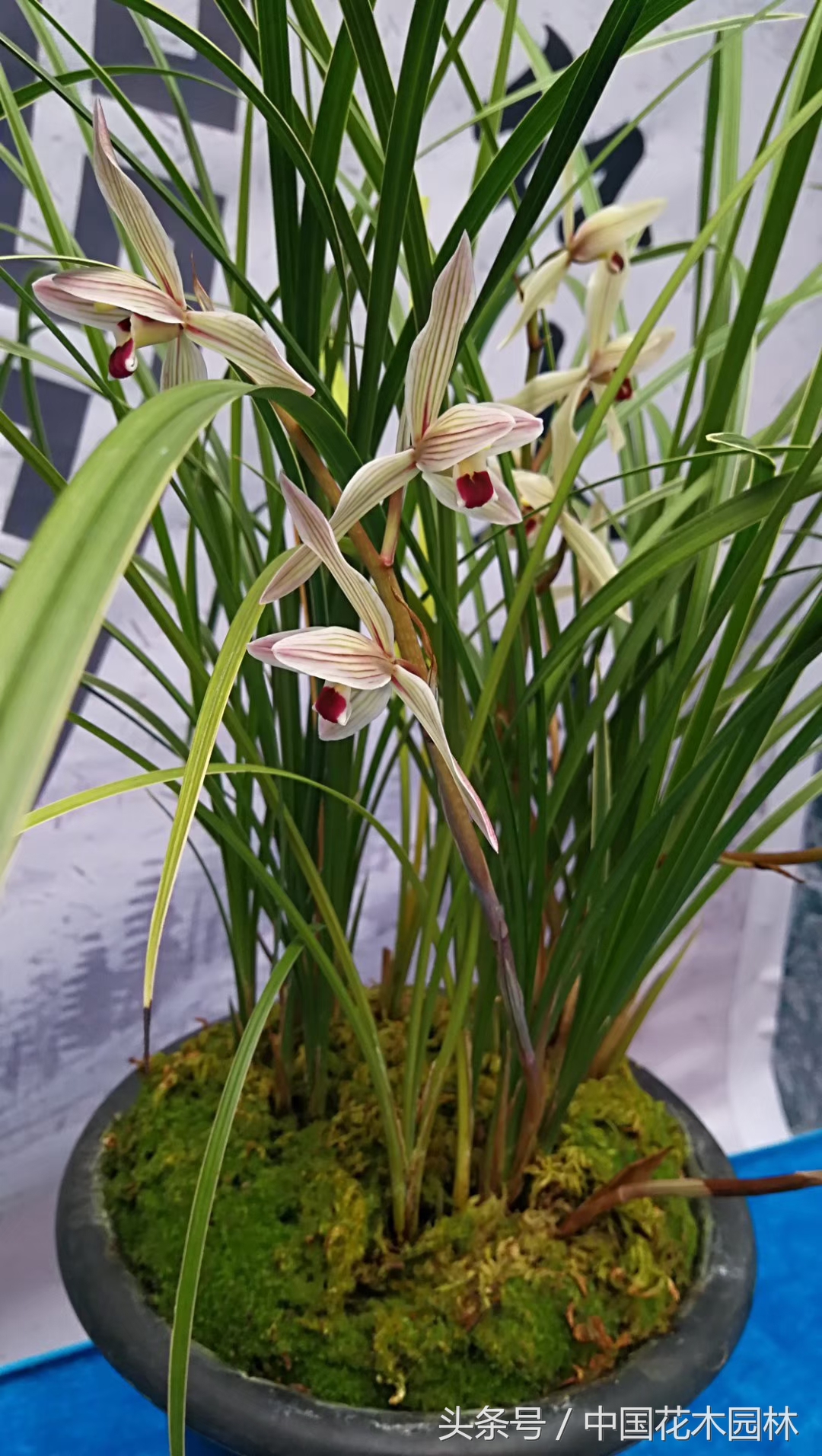 保山兰展特金奖兰花图片,保山市最大的兰花博览会